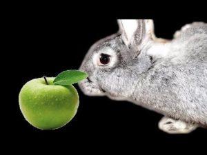 ¿Se pueden dar manzanas a los conejos y cómo es correcto?
