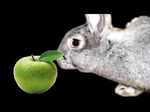 is it possible to give apples to rabbits