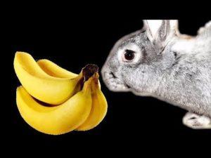 Le banane possono essere date ai conigli e come è giusto, i benefici e i danni del frutto