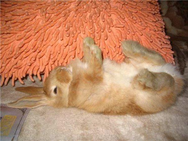 Kaninchen starb