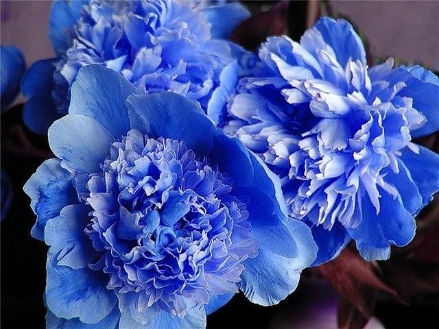 kék pünkösdi rózsa