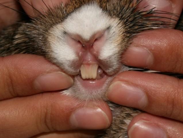 răng thỏ