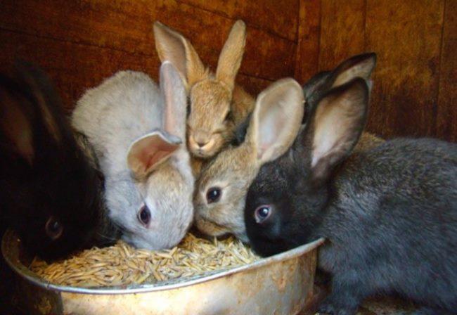 alimentando conejos