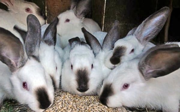 ¿Se puede dar avena a los conejos?