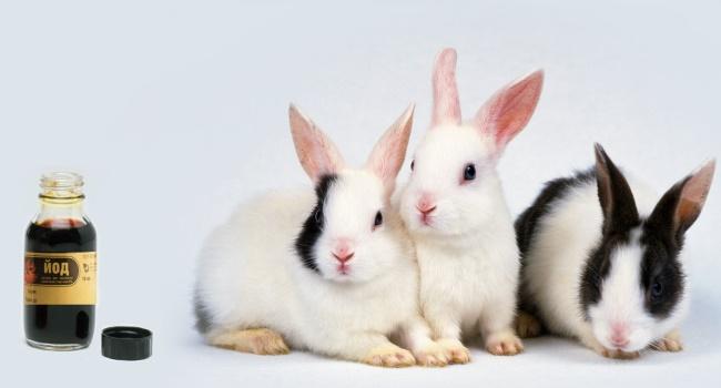 iodine for rabbits