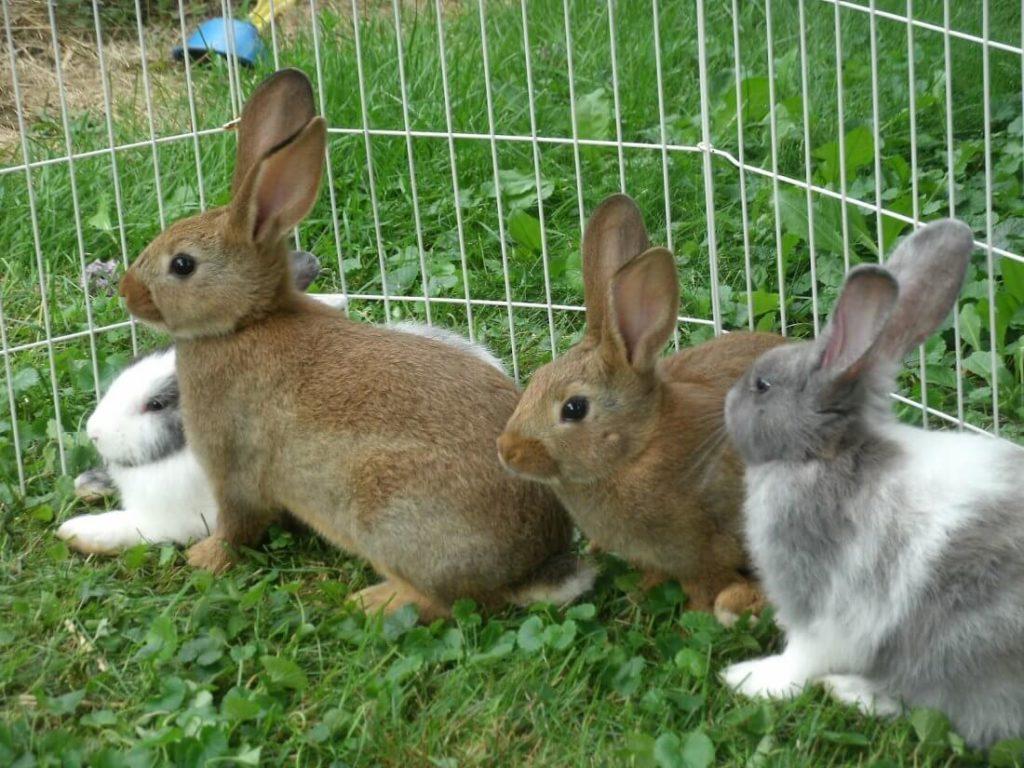 nhiều thỏ