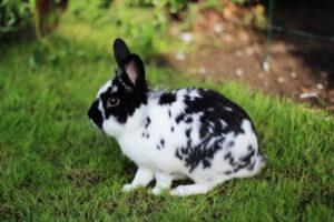 Opis a vlastnosti králikov motýľov, pravidlá údržby