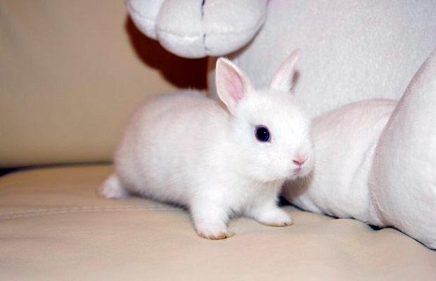 กระต่าย Hermeline