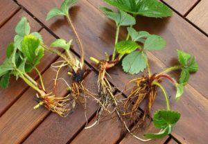 Niuanse rozmnażania truskawek przez podzielenie krzewu, zasady przeszczepu w sierpniu