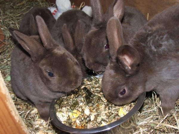 krmné směsi pro králíky
