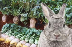 Je možné a ako správne dať králikom cukrovú repu, metódy zberu?