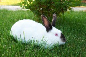 Beschreibung der Kaninchen der kalifornischen Rasse und ihrer Pflege zu Hause