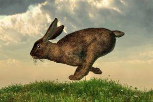 Wie man ein Kaninchen fängt, Methoden und Anweisungen zum Herstellen von Fallen