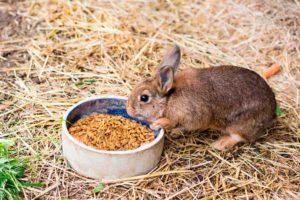 Kunnen konijnen haver krijgen en hoe is het goed?