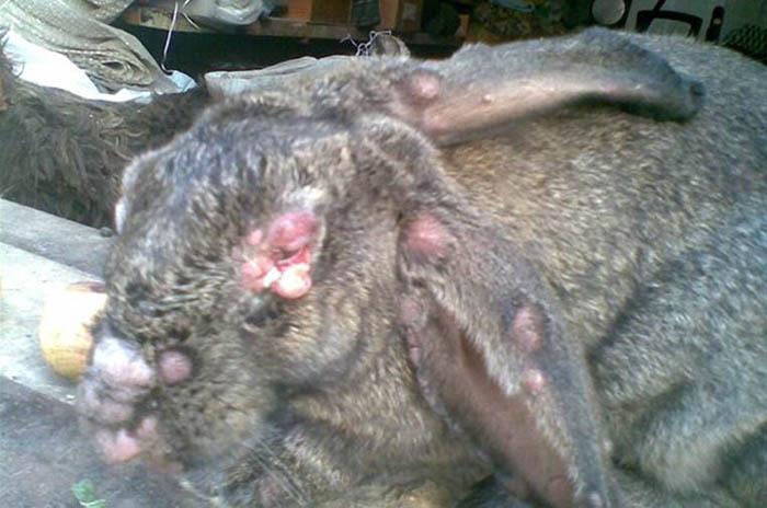 myxomatose hos kaniner