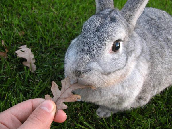 rabbit chinchilla