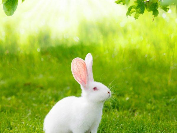 hvid kanin