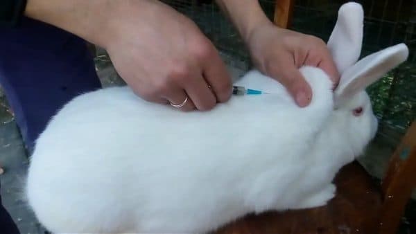 očkování králíků