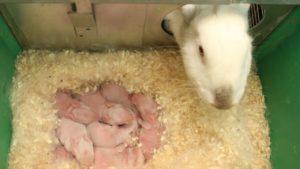Prečo môže zajačik rozptýliť zajačikovia hneď po narodení a čo robiť