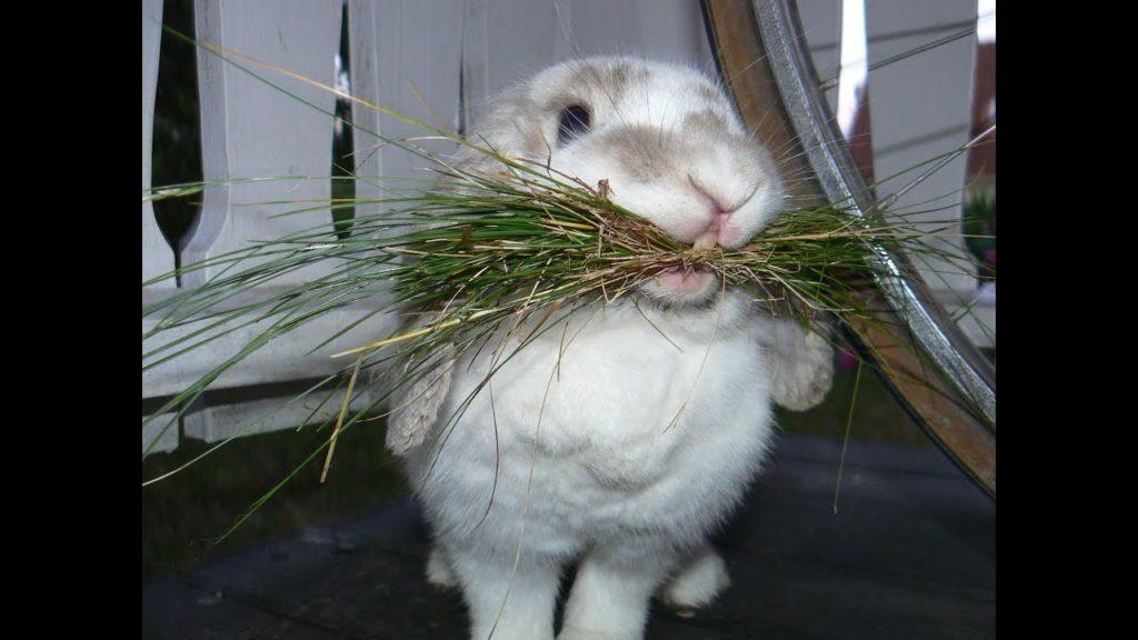 constipation in rabbits