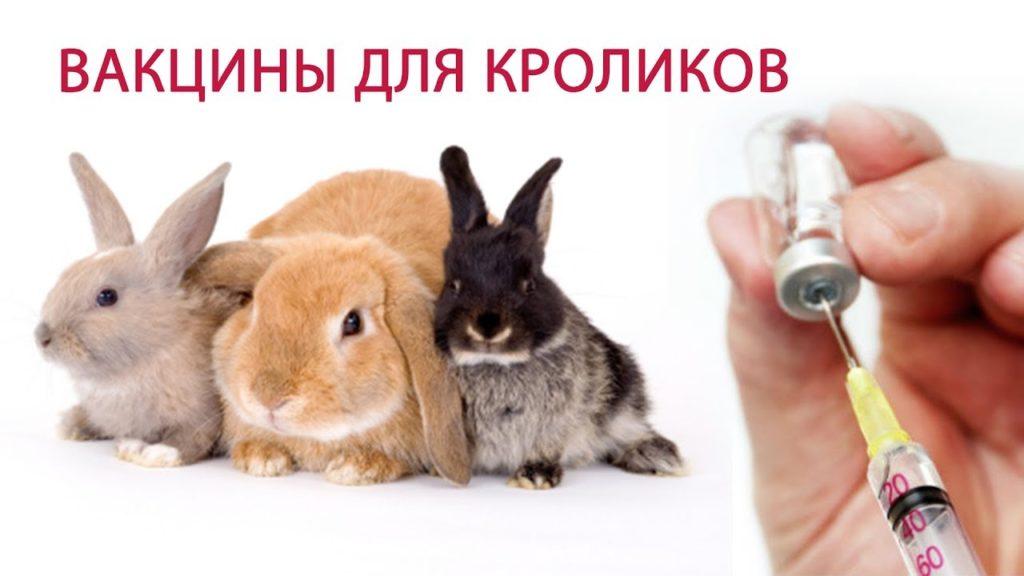 vacuna de conejo