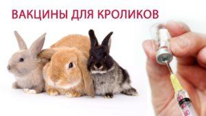 Instructies voor het gebruik van het HBV-vaccin voor konijnen, soorten vaccinaties en doses