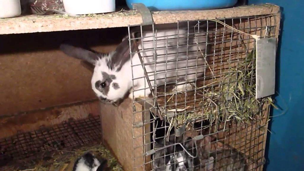 konijn in een kooi
