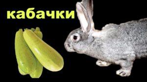 Er det muligt, og hvordan man korrekt giver zucchini til kaniner, kontraindikationer og skade