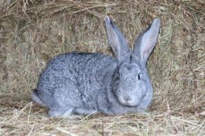 Mô tả và đặc điểm của thỏ chinchilla, quy tắc bảo dưỡng