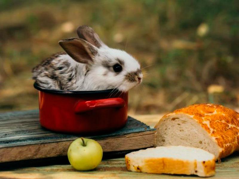 Kaninchen und Brot