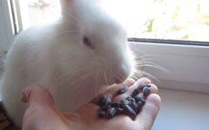 Is het mogelijk om konijnen zaden te geven, de nuances van voeding en contra-indicaties