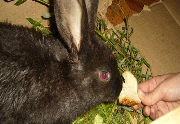 onko mahdollista kaniinien ruokintaa leivällä?