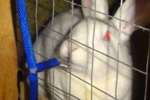 Arten von Trinkschalen für Kaninchen und wie man sie selbst zu Hause macht
