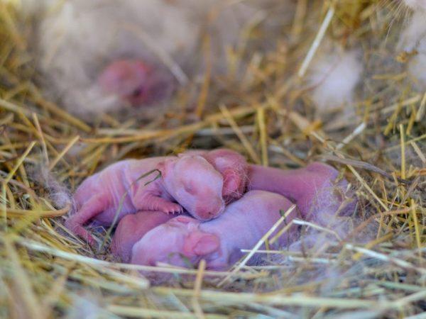 lapins nouveau-nés