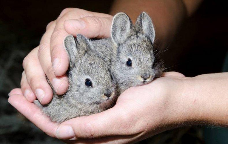 króliki w rękach
