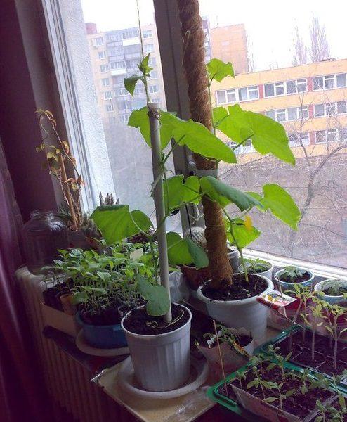 bir apartman dairesinde üzüm yetiştirmek