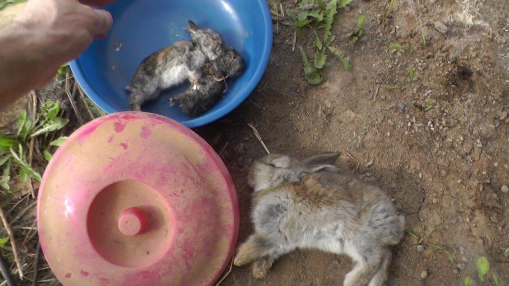 Kaninchen sterben