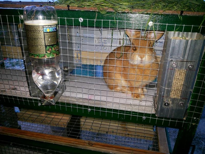 konijn in een kooi