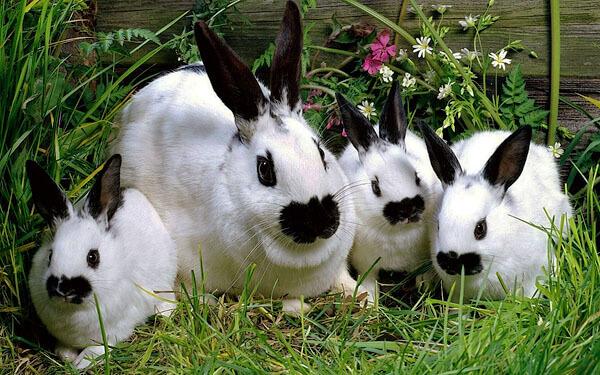 muchos conejos