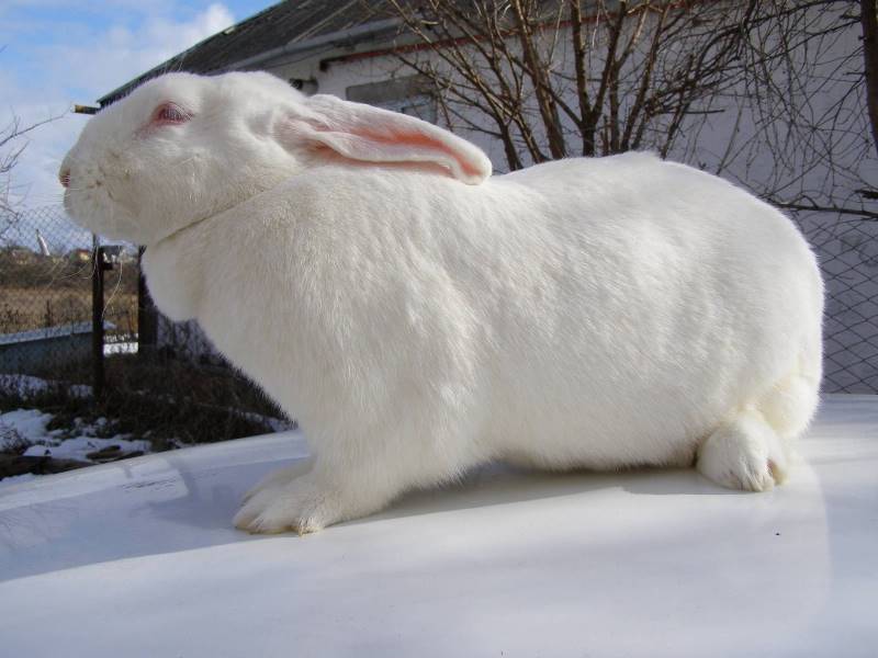 Kaninchen weißer Riese