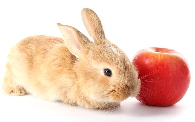 är det möjligt att ge äpplen till kaniner