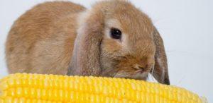 De voordelen en nadelen van maïs voor konijnen, hoe ze het moeten voeren en in welke vorm