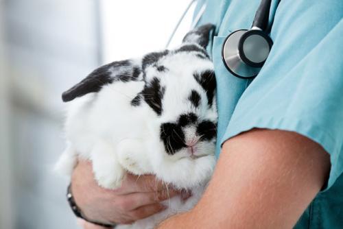 konijnenziekten Vlooien