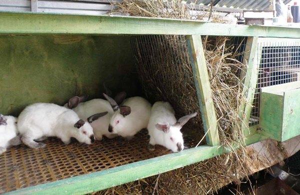 gabbia per conigli