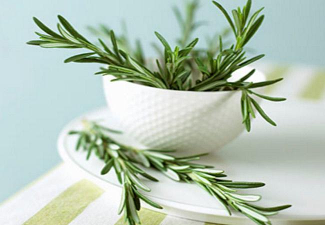 rosemary benefits and harms