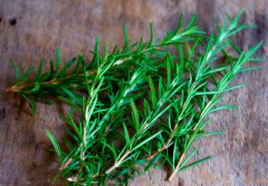 Medicinal properties and contraindications to the use of rosemary, benefits and harms