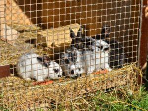 Storlekar på senniks för kaniner och hur man gör en gör-det-själv-matare