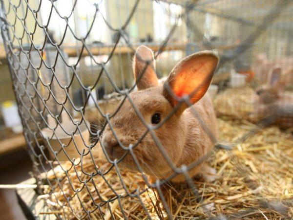 Kaninchen in einem Käfig