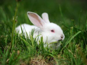 Descripción y características de los conejos Hikol y reglas de mantenimiento.