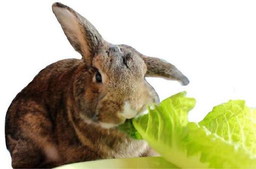 tavşanları beslemek
